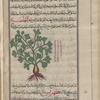 Black Bryony (Tamus communis), amfahlûs mahlahnâ [!]