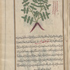 Male Fern (Dryopteris filix-mas), fatihrîs [!]