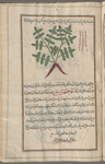 Male Fern (Dryopteris filix-mas), fatihrîs [!]