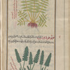 Possibly Hart's Tongue  Fern (Scolopendriam vulgare), thaylûftihrîs [!n.p.] [top]; Polypody Fern  (Polypodium vulgare) fûlûqûdhiyyûn [!] [bottom]