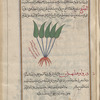 Oak Fern, Tree Fern (Asplenium adiantum-nigrum), daruwâwaftihrîs [!n.p.]