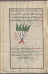 Oak Fern, Tree Fern (Asplenium adiantum-nigrum), daruwâwaftihrîs [!n.p.]