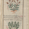 Unknown plant, not a fern, serves to illustrate same "according to what has been seen" [top]; Safflower (Carthamus tinctoris), qartam [bottom]