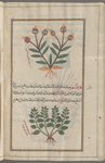 Unknown plant, not a fern, serves to illustrate same "according to what has been seen" [top]; Safflower (Carthamus tinctoris), qartam [bottom]
