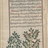 French or Garden Mercury (Mercurialis annua), lînûzûstîs