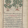French or Garden Mercury (Mercurialis annua), lînûzûstîs