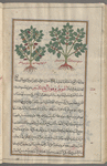 French or Garden Mercury (Mercurialis annua), lînûzûstîs