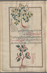 Common Heliotrope (Heliotropium europaeum), îliyûtirûfiyyûn al-kabîr [!n.p.] [top]; Heliotrope variety (Heliotropium europaeum), sqûrfiyuwâyidihs [n.p.] [bottom]