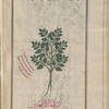 Unknown plant serves to illustrate preceding text entry, small Heliotrope (Heliotropium supinum), îliyûtrûfiyyûn [!n.p.] al-saghîr