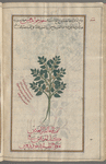 Unknown plant serves to illustrate preceding text entry, small Heliotrope (Heliotropium supinum), îliyûtrûfiyyûn [!n.p.] al-saghîr