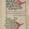 Wine Grapevine (Vitis vinifera), karm al-khamr [top]; Wild Grapevine (Vitis sylvestris), al-karm al-barrî [bottom]