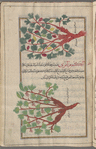 Wine Grapevine (Vitis vinifera), karm al-khamr [top]; Wild Grapevine (Vitis sylvestris), al-karm al-barrî [bottom]