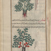 Sickle Spurge (Euphorbia falcata), fahfalûs [!] [top]; Petty Spurge, Hyssop Spurge (Euphorbia peplis), fahfalîs [!] [bottom]