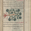 Star Aster, Starwort (Aster amellus), astîr attîqûs [n.p.]