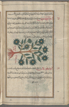 Star Aster, Starwort (Aster amellus), astîr attîqûs [n.p.]