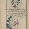 Climbing Corydalis (Corydalis claviculata), ûsûfûrûn. The name means "little key", which is appropriate to this drawing [top]; Violet (Violet odorata), banafsaj [bottom]
