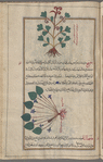 Climbing Corydalis (Corydalis claviculata), ûsûfûrûn. The name means "little key", which is appropriate to this drawing [top]; Violet (Violet odorata), banafsaj [bottom]