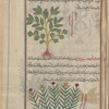 Cretan Pimpernel (Pimpinella cretica), fashûdûbûniyyûn [!n.p.] [top]; Unidentifiable plant, serves to illustrate kâmihqîssûs [n.p.] [bottom]