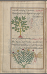 Cretan Pimpernel (Pimpinella cretica), fashûdûbûniyyûn [!n.p.] [top]; Unidentifiable plant, serves to illustrate kâmihqîssûs [n.p.] [bottom]