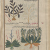 Unidentifiable plant, serves to illustrate kâmâlûqî [!n.p.] [top]; Alkanet, Undulate  Alkanet (Anchusa hybrida), bûghlûsûn []. Three varieties are shown: (I) with four stalks [bottom right]; (II) with one stalk [bottom left]