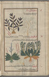 Unidentifiable plant, serves to illustrate kâmâlûqî [!n.p.] [top]; Alkanet, Undulate  Alkanet (Anchusa hybrida), bûghlûsûn []. Three varieties are shown: (I) with four stalks [bottom right]; (II) with one stalk [bottom left]