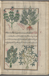 Two" varieties" of an unknown plant, labeled antirrînûn [n.p.] (Gr. antirrhinon), i.e., snapdragon (Antirrhinum orontium) [top]; Plantain (Plantago sp.), qâtânânqî . Two varieties are shown: Bird's Foot [bottom right]; unknown plant [bottom left]