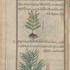 Sea Aster (Aster tripolium), trîqûliyûn [!]  [top]; Unknown plant labeled qînûs [bottom]