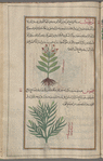 Sea Aster (Aster tripolium), trîqûliyûn [!]  [top]; Unknown plant labeled qînûs [bottom]