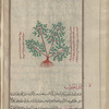 Maidenhair Fern (Adiantum capillus-Veneris), adhiyântûn