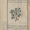 Probably Wall Rue (Asplenium ruta-muraria), illustrates same entry. Adiantum and Asplenium are often confused in the literature as they have similar uses
