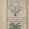 Oat Grass (Avena strigosa), âjilûfs [!] [top]; Sea Milkweed (Glaux maritima), ghlâwuks [bottom]