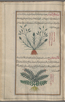 Oat Grass (Avena strigosa), âjilûfs [!] [top]; Sea Milkweed (Glaux maritima), ghlâwuks [bottom]