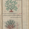 Milkwort (Polygala vulgaris), qûlaghâlûn [!] [top]; Poet's Cassia (Osyris alba), ûsîrîs (Gr: osiris), i.e., halfâ [bottom]