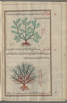 Milkwort (Polygala vulgaris), qûlaghâlûn [!] [top]; Poet's Cassia (Osyris alba), ûsîrîs (Gr: osiris), i.e., halfâ [bottom]