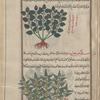 Hoary Basil (Ocimum canum), akhînûs [n.p.] [top]; Rough Bindweed (Smilax  aspera), mîlâkhus khashinah [!n.p.] [bottom]