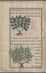 Hoary Basil (Ocimum canum), akhînûs [n.p.] [top]; Rough Bindweed (Smilax  aspera), mîlâkhus khashinah [!n.p.] [bottom]