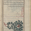 Mîlâkhus nâ'ima, Soft Bindweed, not illus., but another illus. of Rough Bindweed. The following theree entries not extant because of lacuna in Syriac exemplar (note im ms.)