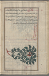 Mîlâkhus nâ'ima, Soft Bindweed, not illus., but another illus. of Rough Bindweed. The following theree entries not extant because of lacuna in Syriac exemplar (note im ms.)