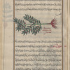 Large Butcher's Broom (Ruscus hypoglossum), khâmâduffînî [!]