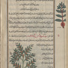 Christmas Rose, Black Hellebore (Helleborus niger), sîsâmûyidâs al-kabîr [n.p.] [bottom]; White Hellebore (Veratrum album), kharbaq abyad [margin]