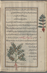 Christmas Rose, Black Hellebore (Helleborus niger), sîsâmûyidâs al-kabîr [n.p.] [bottom]; White Hellebore (Veratrum album), kharbaq abyad [margin]