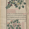 Squirting Cucumber (Ecballium elaterium), khiyâr al-barrî, i.e., khiyâr al-himâr [top]; Unknown plant serves to illustrate maywîzaj, i.e., al-nabt [!] al-jabalî [bottom]