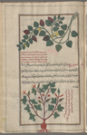 Squirting Cucumber (Ecballium elaterium), khiyâr al-barrî, i.e., khiyâr al-himâr [top]; Unknown plant serves to illustrate maywîzaj, i.e., al-nabt [!] al-jabalî [bottom]