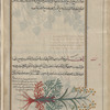 Deadly Carrot (Thapsia garganica), thâqsiyâ [!]