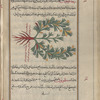 Spanish Broom (Spartium junceum), sfârtiyyûn [!n.p.]