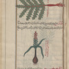 Silybum (Silybym  marianum), sîllûbbûn [!n.p.] (Gr: bolbos), i.e., the "bulb called imetic,"  fâ'il al-qay' [bottom]