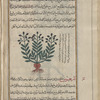 Unidentifiable plant, labeled bâlânûs mûruhfsîqî [!n.p.]
