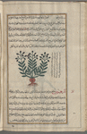 Unidentifiable plant, labeled bâlânûs mûruhfsîqî [!n.p.]