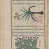 Narcissus (Narcissus poeticus), nârqîsûs [top]; Sea Buckthorn (Hippophae rhamnoides), îffûfâwus [n.p.] [bottom]