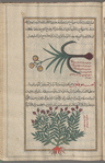 Narcissus (Narcissus poeticus), nârqîsûs [top]; Sea Buckthorn (Hippophae rhamnoides), îffûfâwus [n.p.] [bottom]